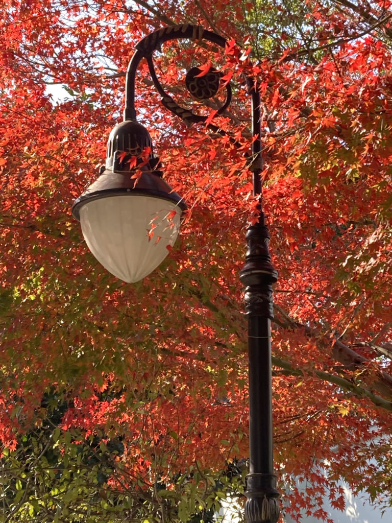Erable du japon - acer palmatum en ville à l'automne