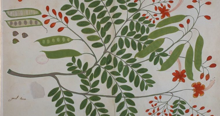 ancienne planche de botanique pour illustrer un lexique sur les plantes