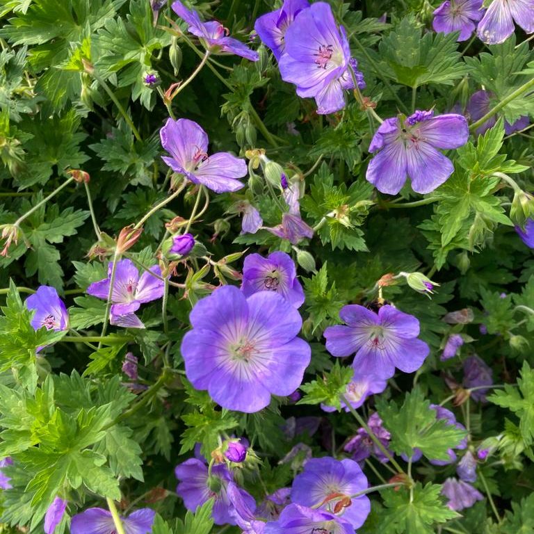 Fleurs bleu-violet du géranium vivace 'Rozanne' au feuillage vert découpé, en pleine floraison estivale dans un massif dense.
