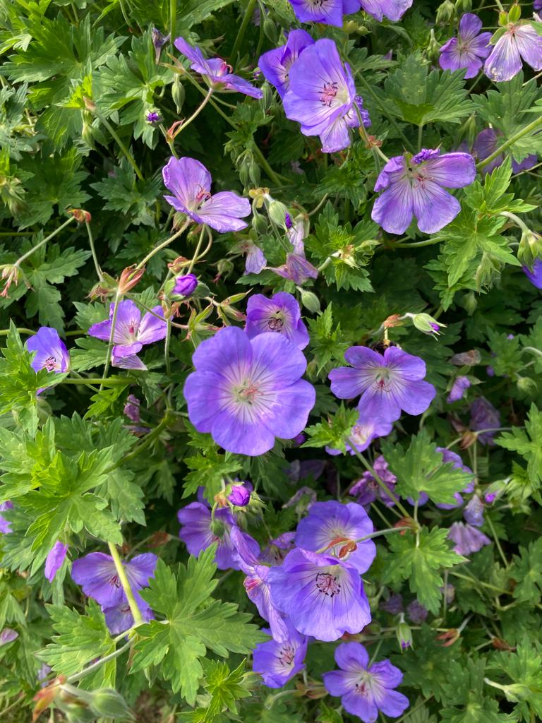 Fleurs de geranium rozane