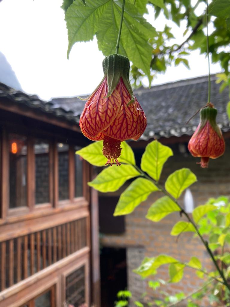 Fleurs d'abutilon pictus lanterne chinoise