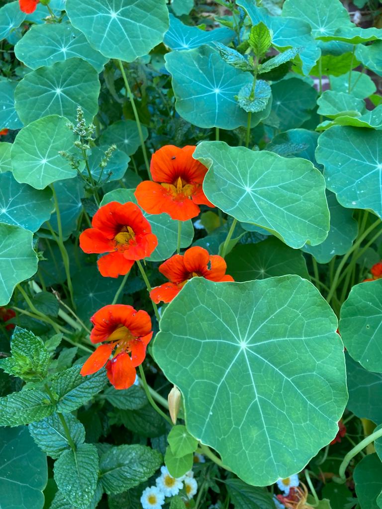 Fleurs orange vif de capucine parmi de larges feuilles rondes, dans un jardin d’été mêlant plantes comestibles et aromatiques.