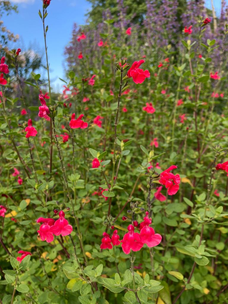 Fleurs de salvia microphylla rouges, sauges arbustives