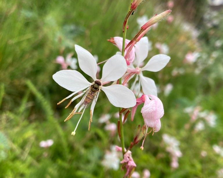 Fleur de Gaura lindheimeri blanche visitée par une abeille, vivace à floraison légère et continue dans un massif