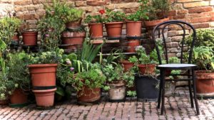 Plantes exterieures en pot