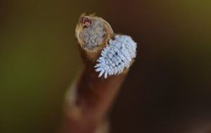 cochenille farineuse sur une tige