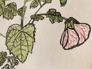 Fleur d'Abutilon pictum