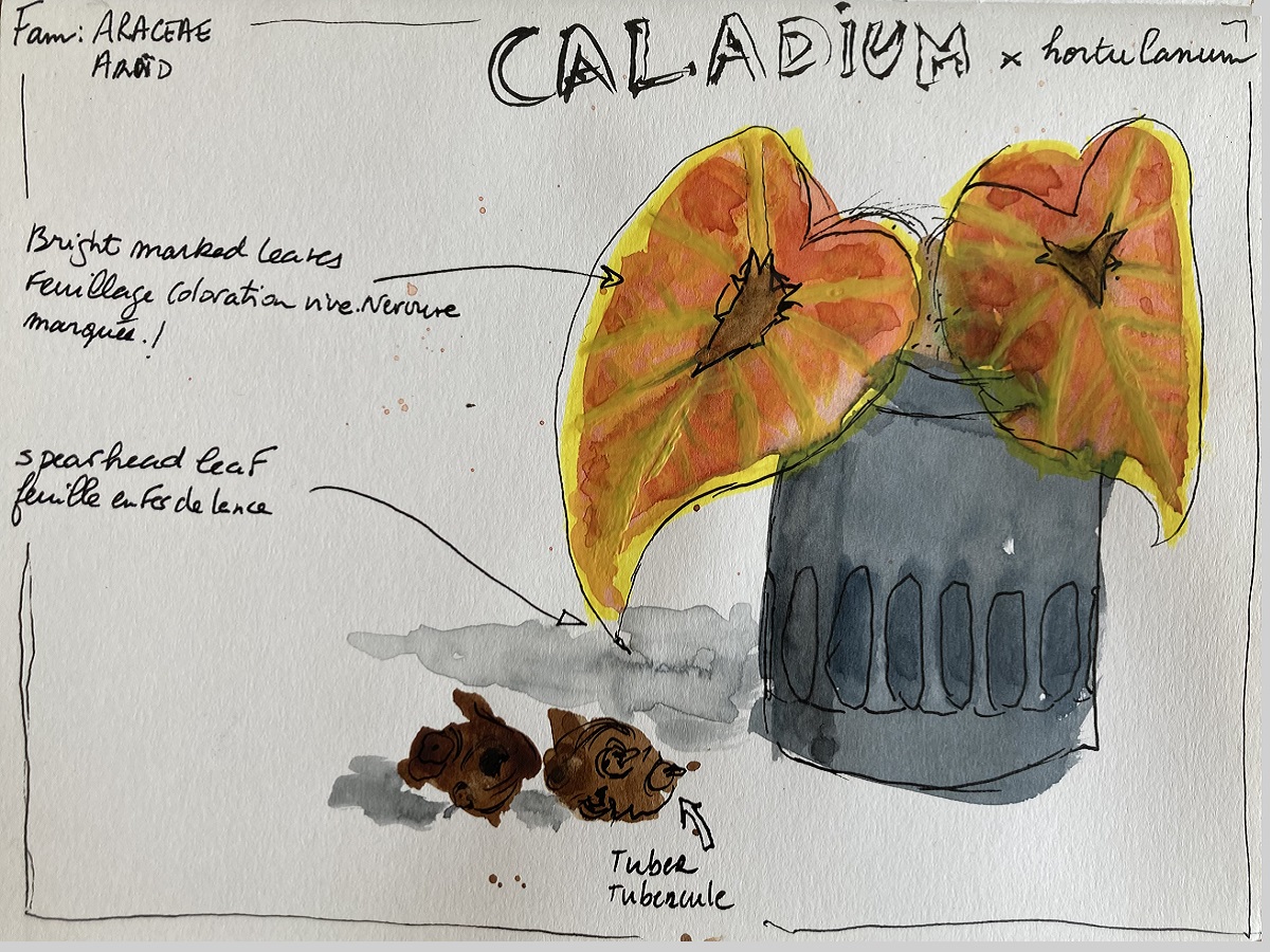 Dessin d'un caladium bicolor dans un pot avec ses tubercules
