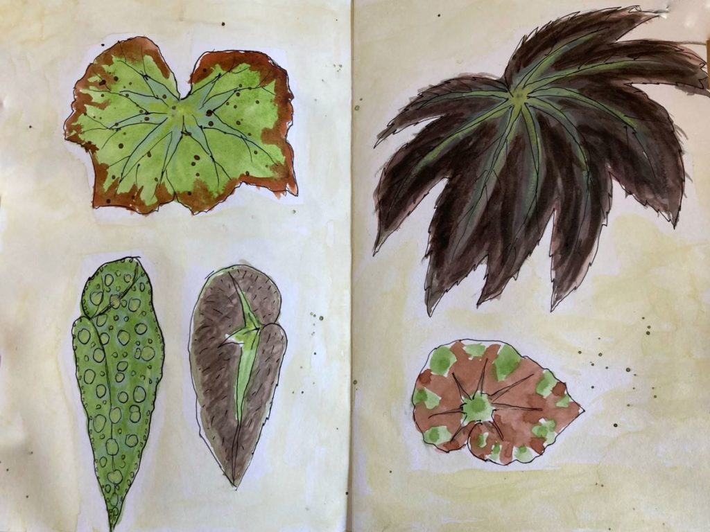 Dessin de feuilles de begonia