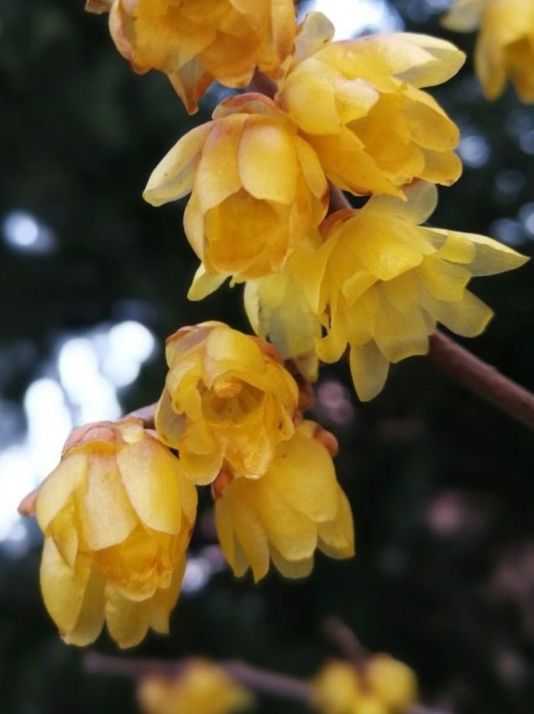 Fleurs de chimonanthus-odorant