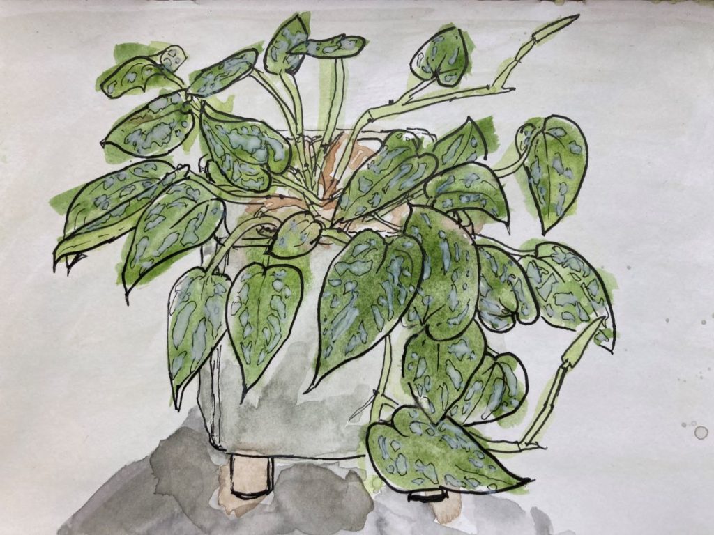 scindapsus pictus