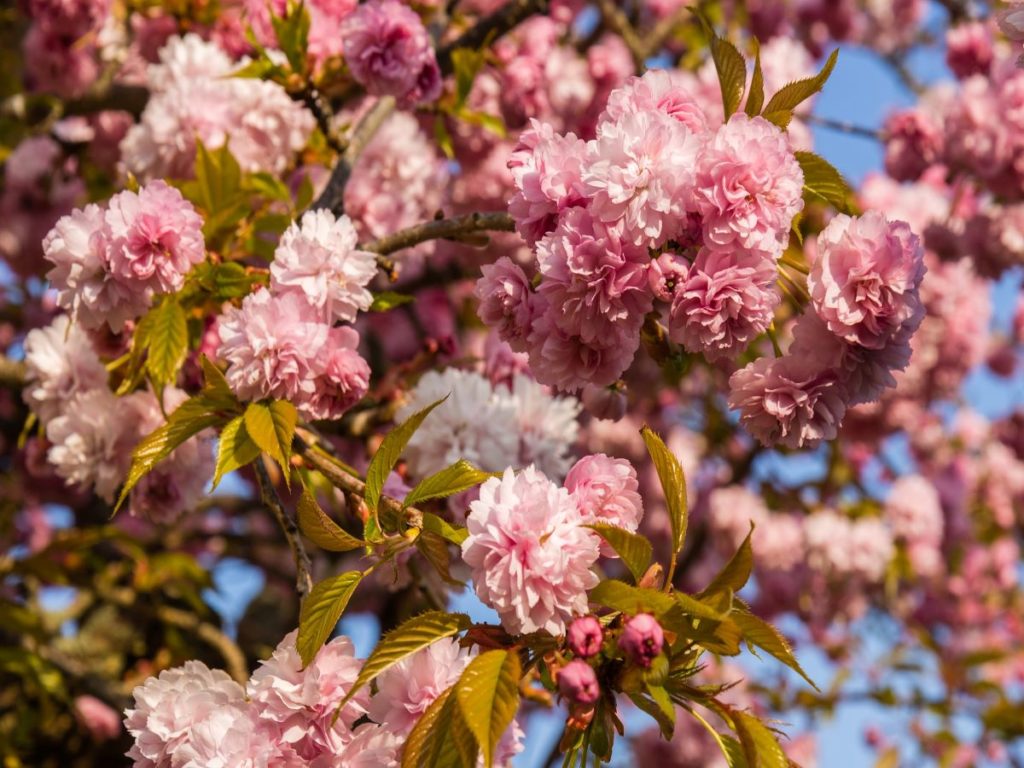 Cerisier a fleurs Prunus Kanzan
