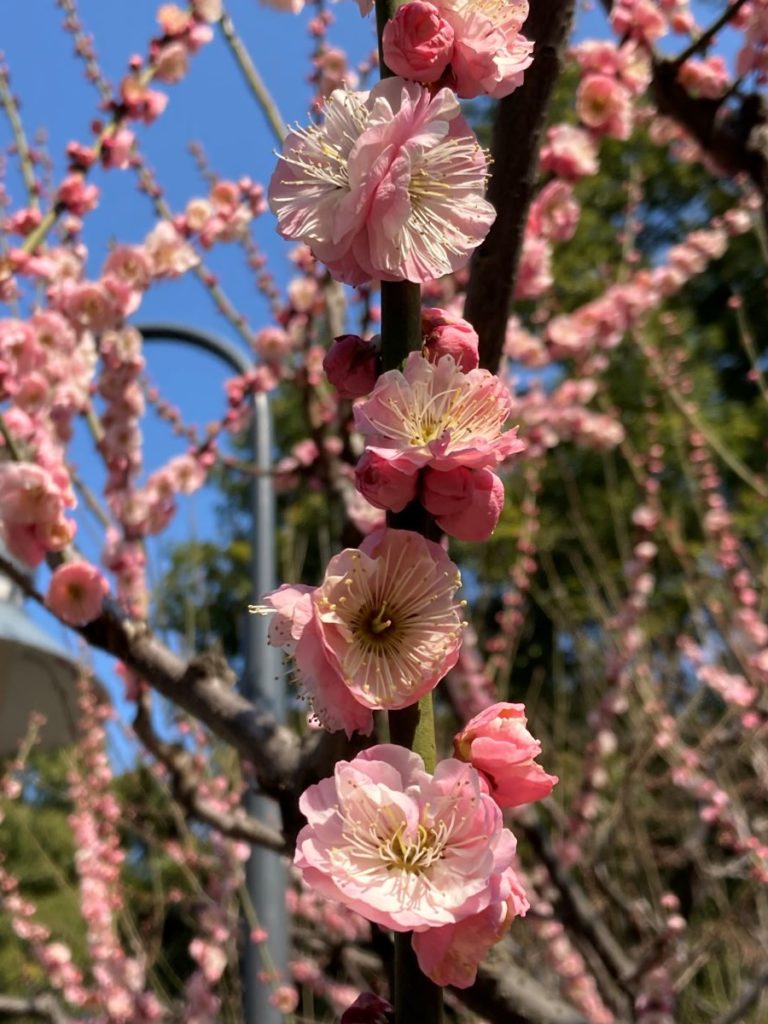 Prunus Mume_ cerisier rose