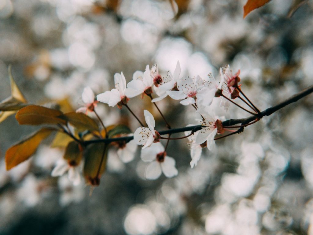 Prunus ceracifera - cerisier fleurs blanches