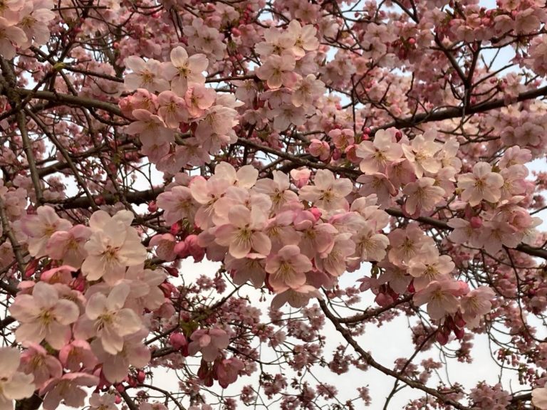 Cerisier à fleurs_Prunus lannesiana