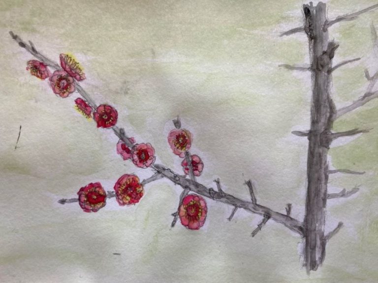Cerisier à fleurs PrunusMume