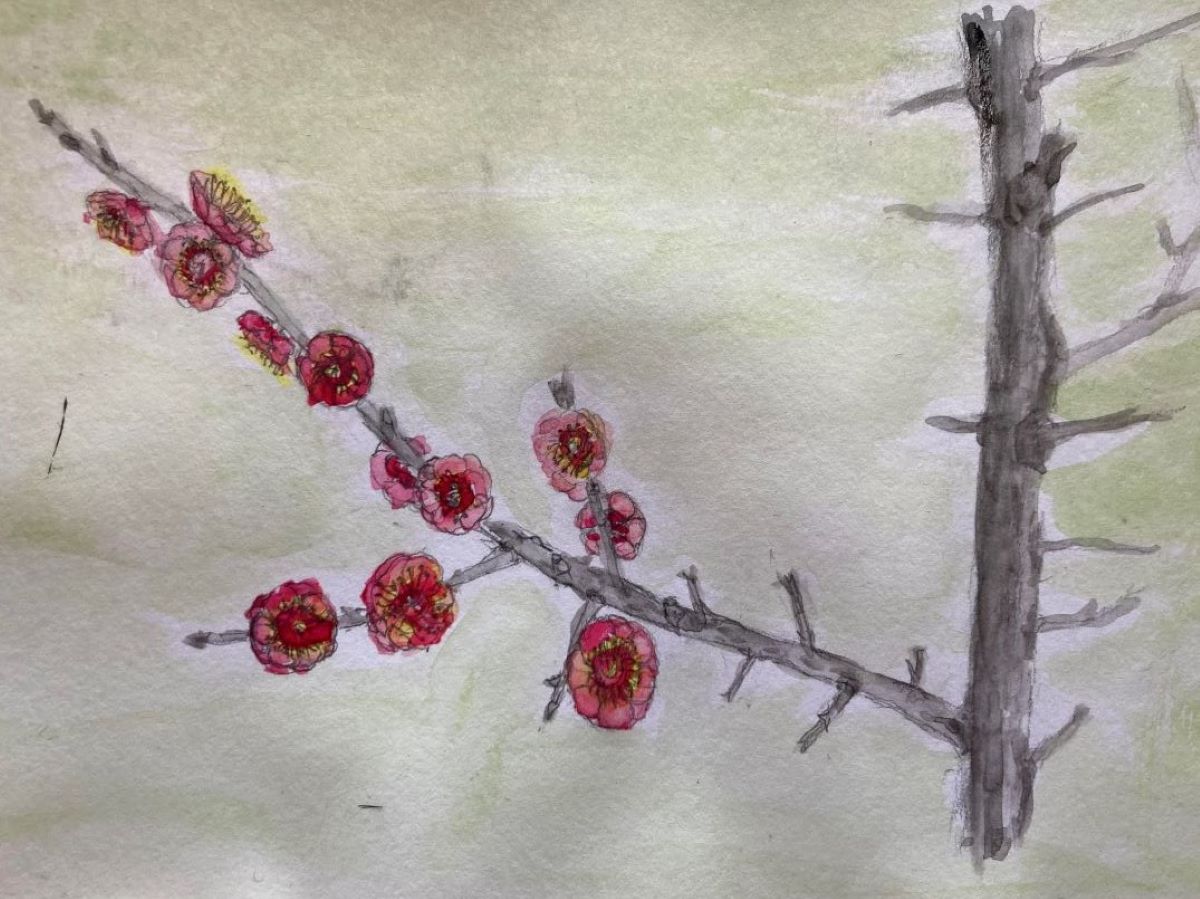 Cerisiers à fleurs venus d’Asie : comment les choisir?