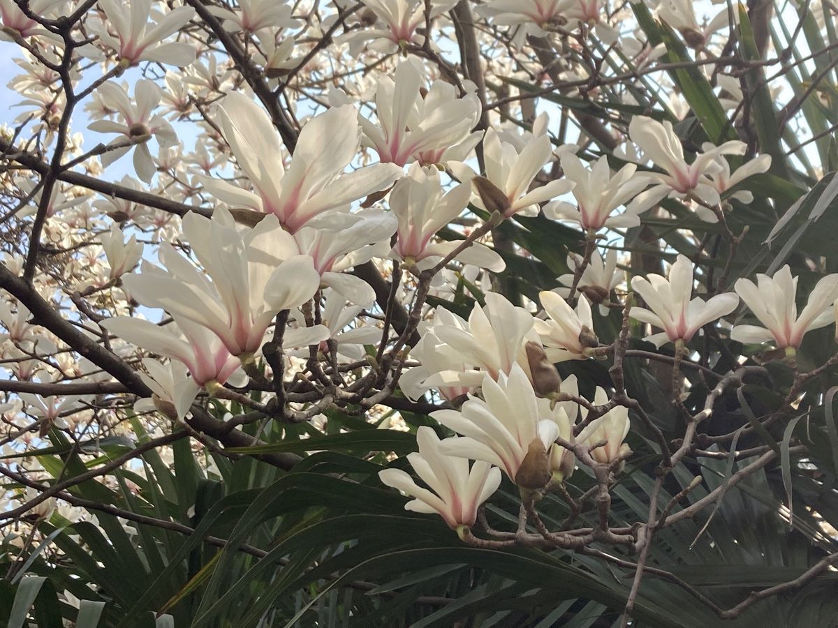 Le magnolia, une fleur éphémère et spectaculaire