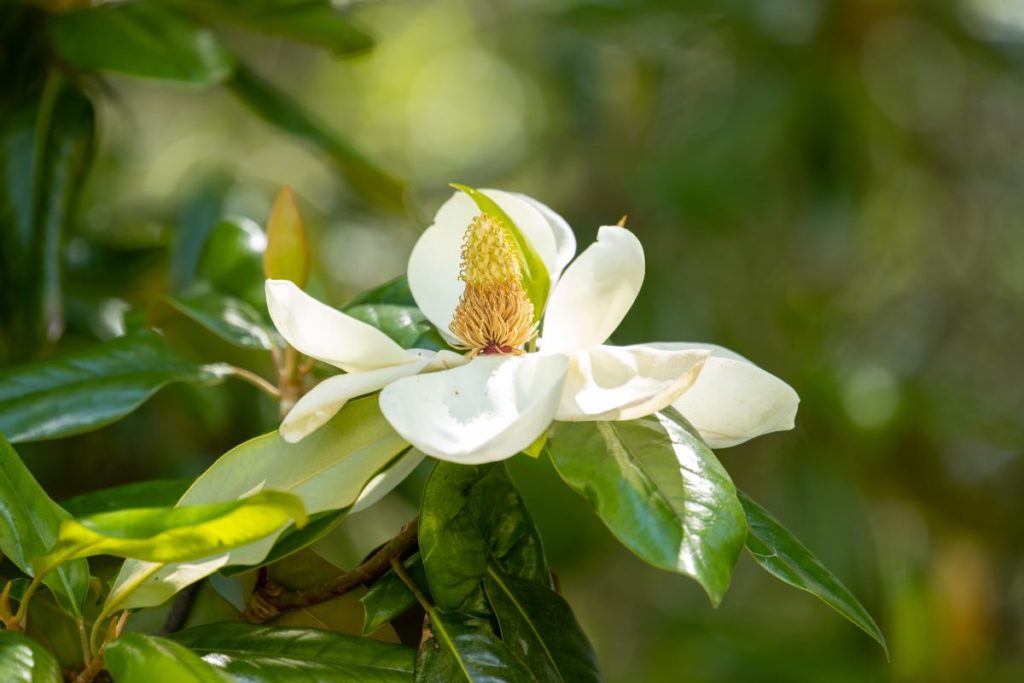 magnolia grandflora