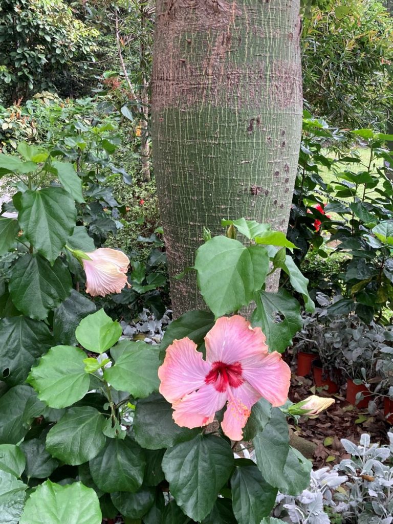 Fleur tropicale hibiscus a Hong Kong
