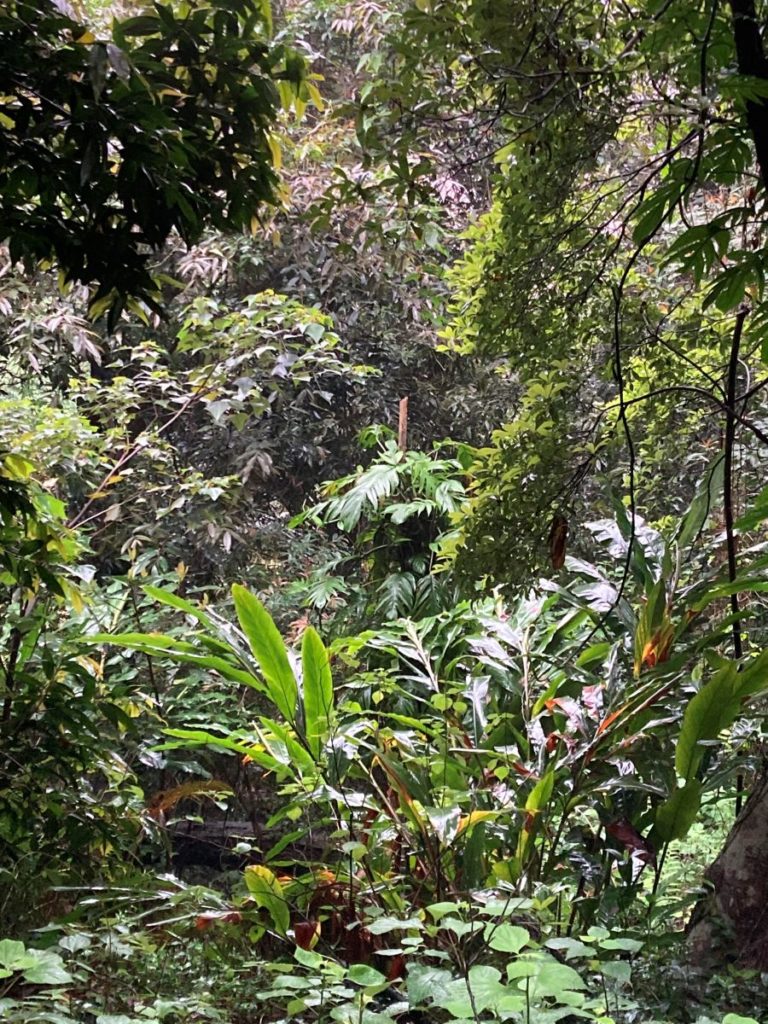 Foret tropicale Hong Kong