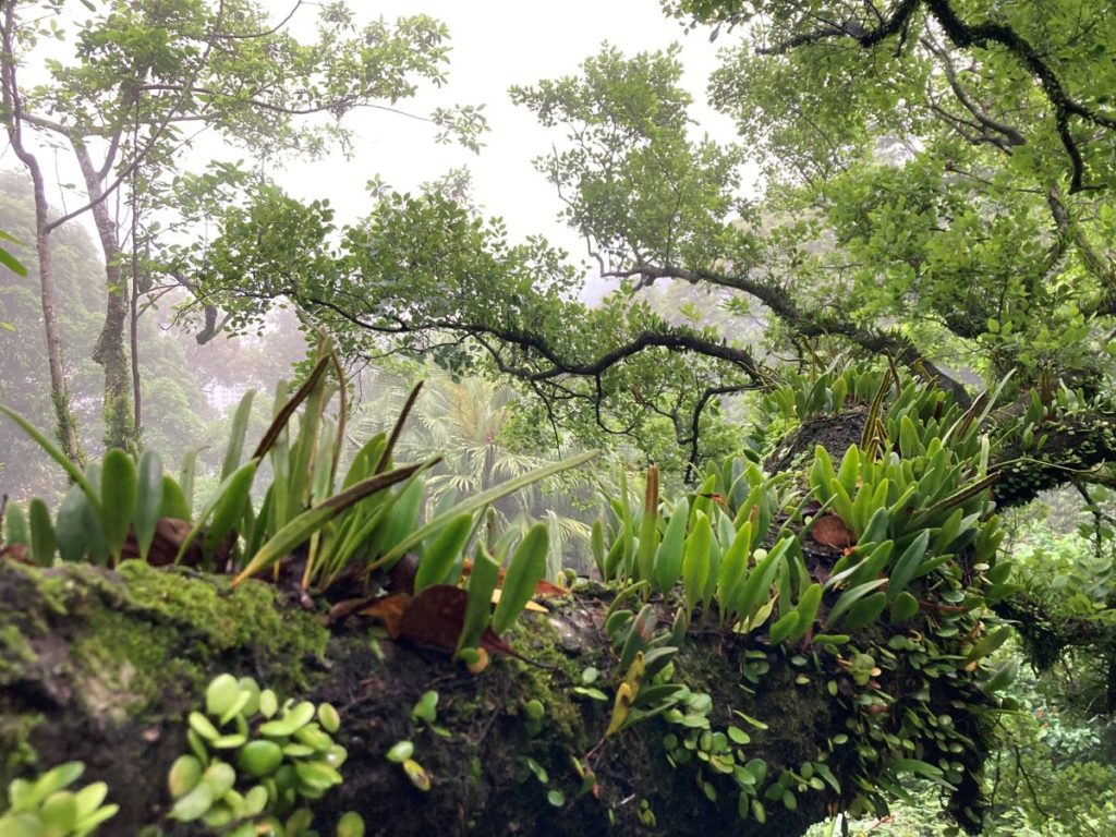 Foret tropicale Hong Kong
