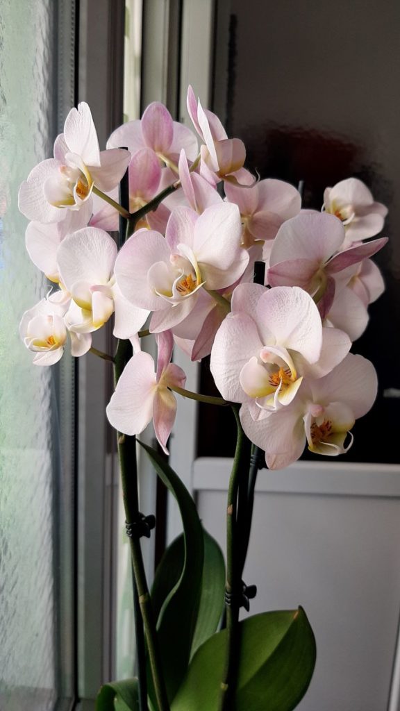 phalaenopsis orchidée rosée
