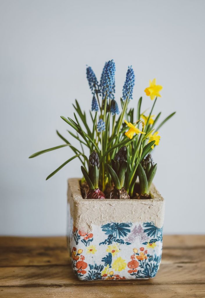 bulbes muscari et narcisses en pots