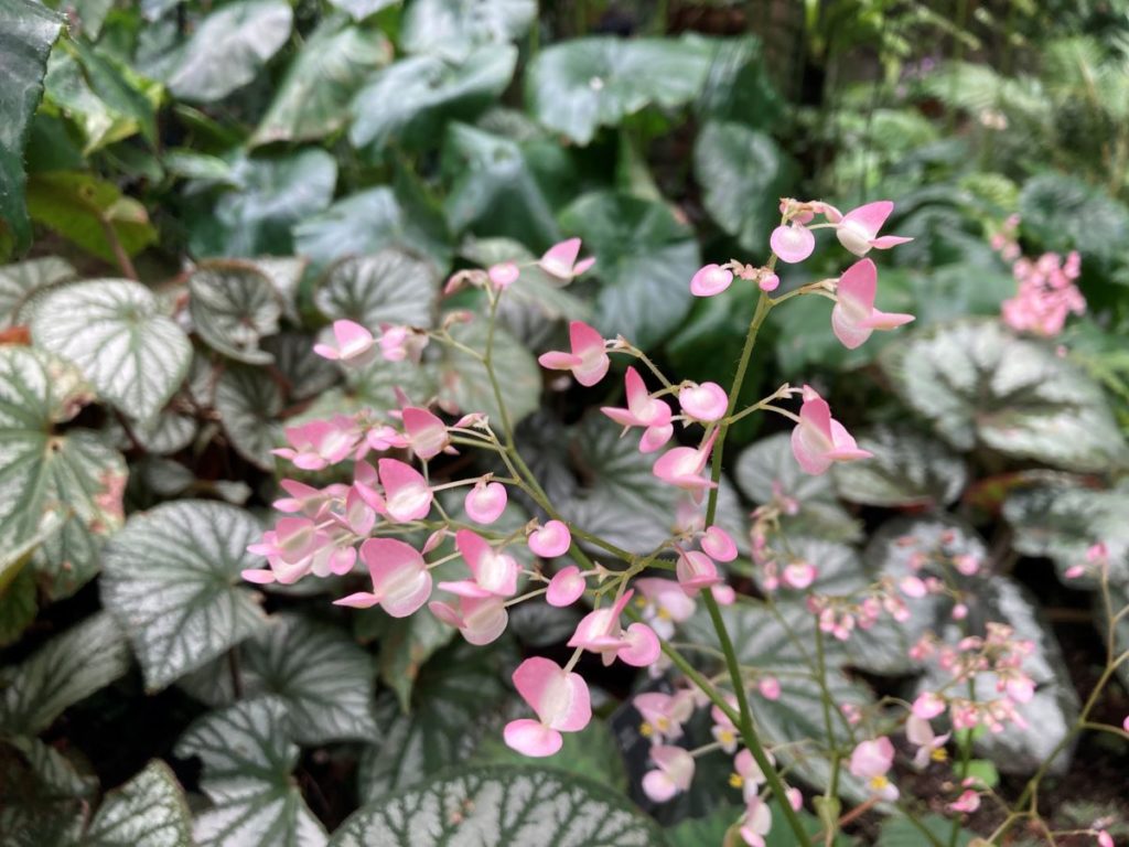 fleur de begonia