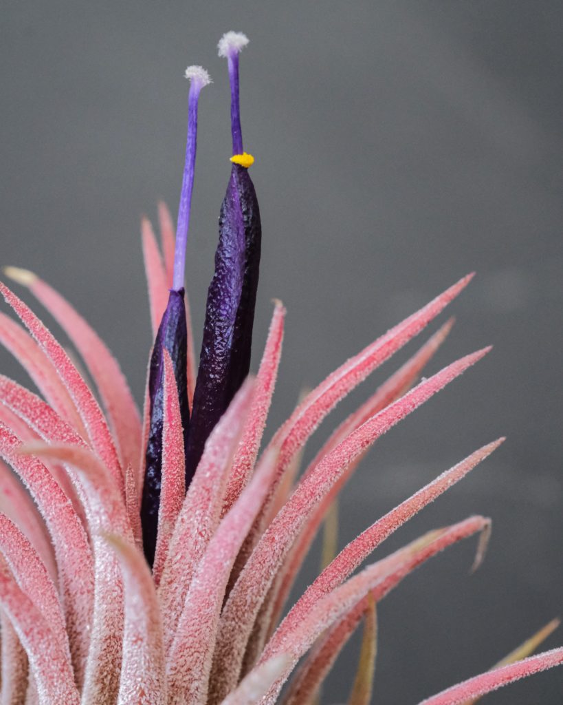 fleur-tillandsia-ionantha