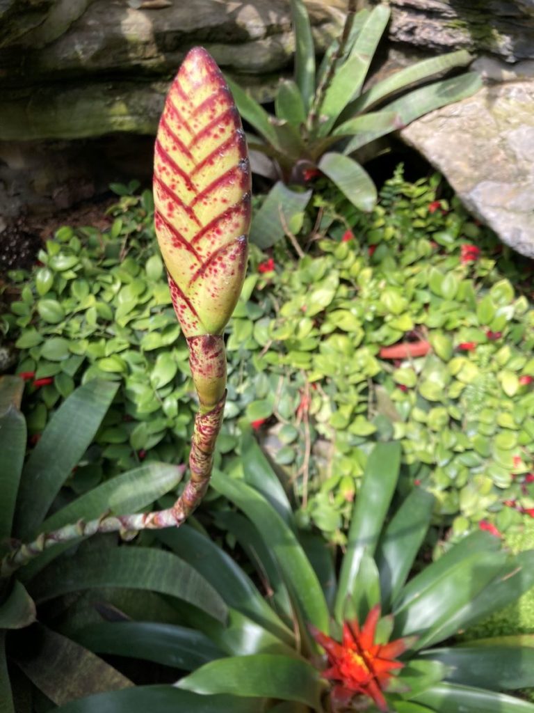 fleur au jardin botanique de shenzhen en chine