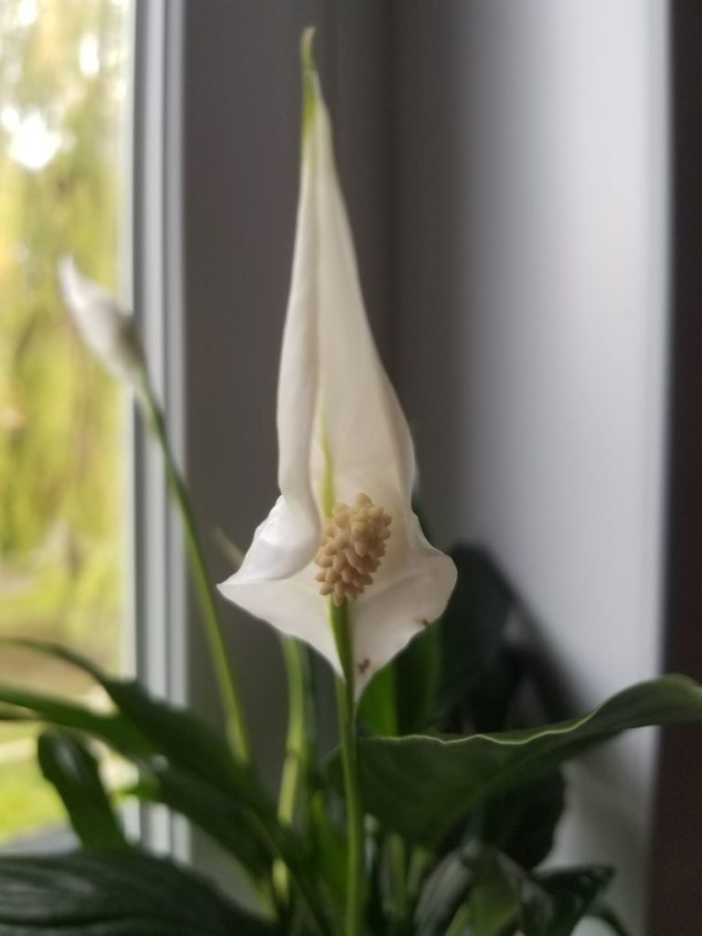 fleur spatiphyllum