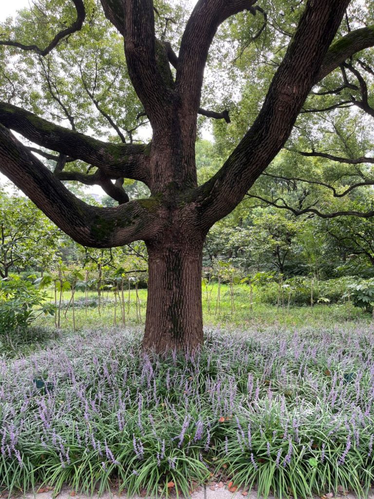Au pied d un arbre