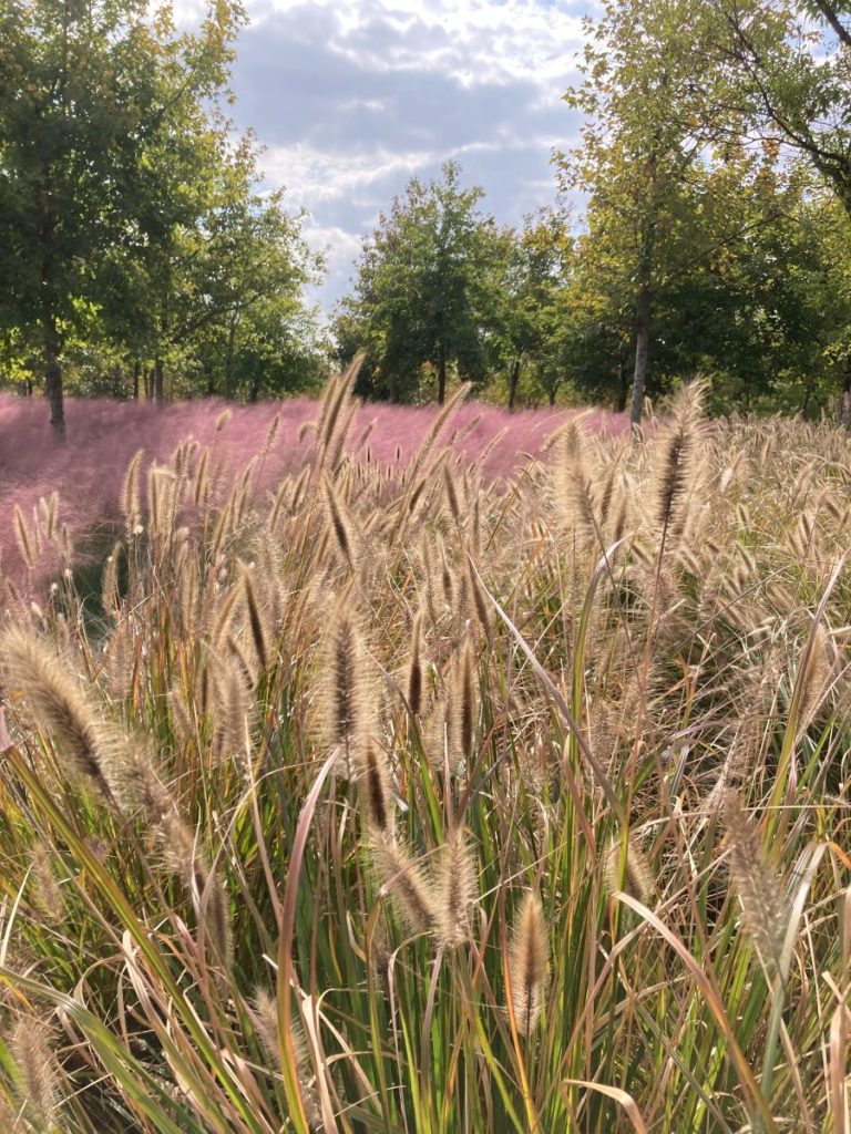 Muhlenbergia capillaris graminées roses