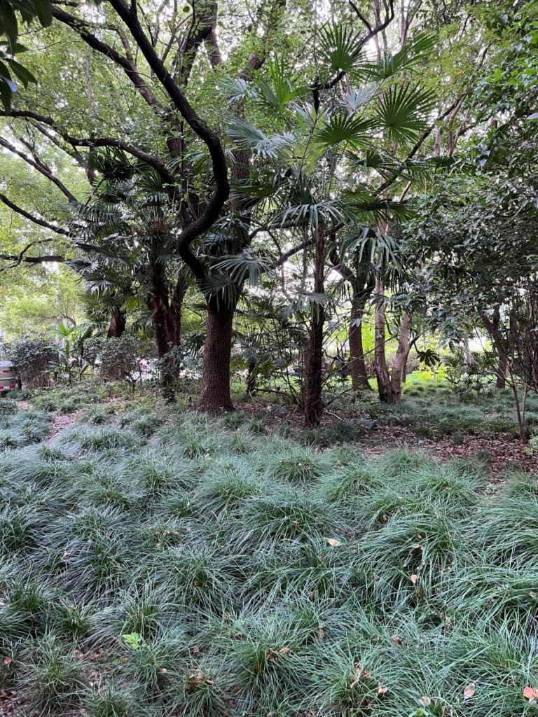 Ombre Seche, végétation sous des arbres
