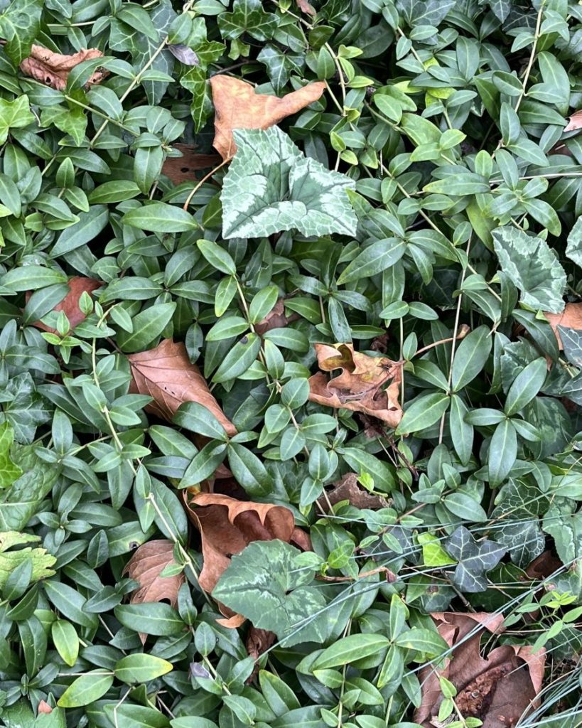 Feuilles de cyclamen, au milieu d'un tapis de pervenches -non fleuries-