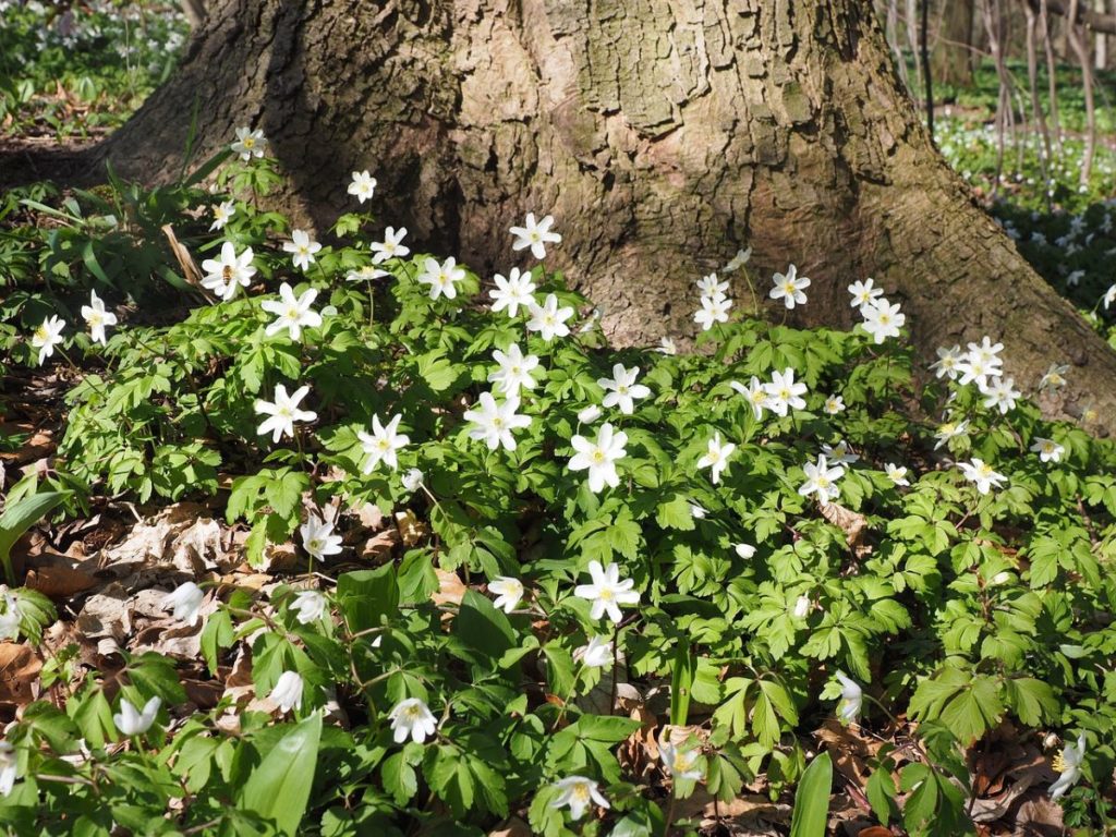 anemone des bois sous un arbre