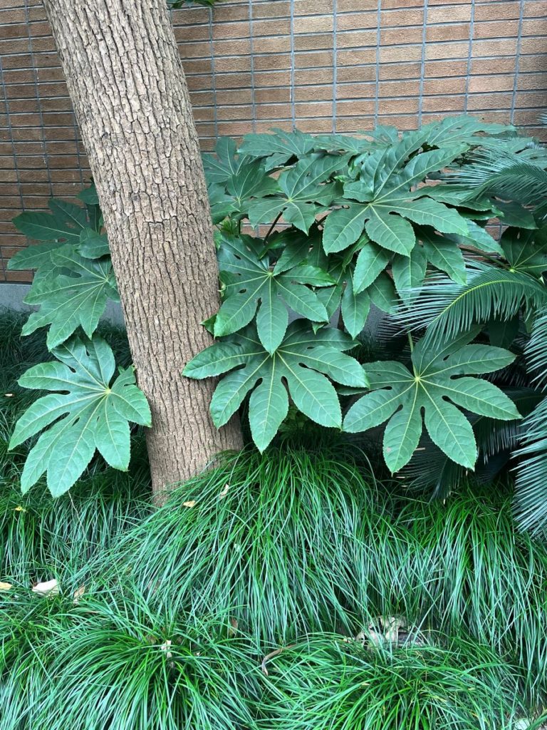 aralia japonica plante graphique persistante
