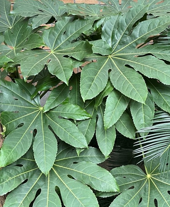 aralia japonica plante graphique persistante