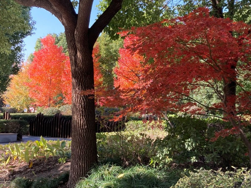 arbres feuillage automne