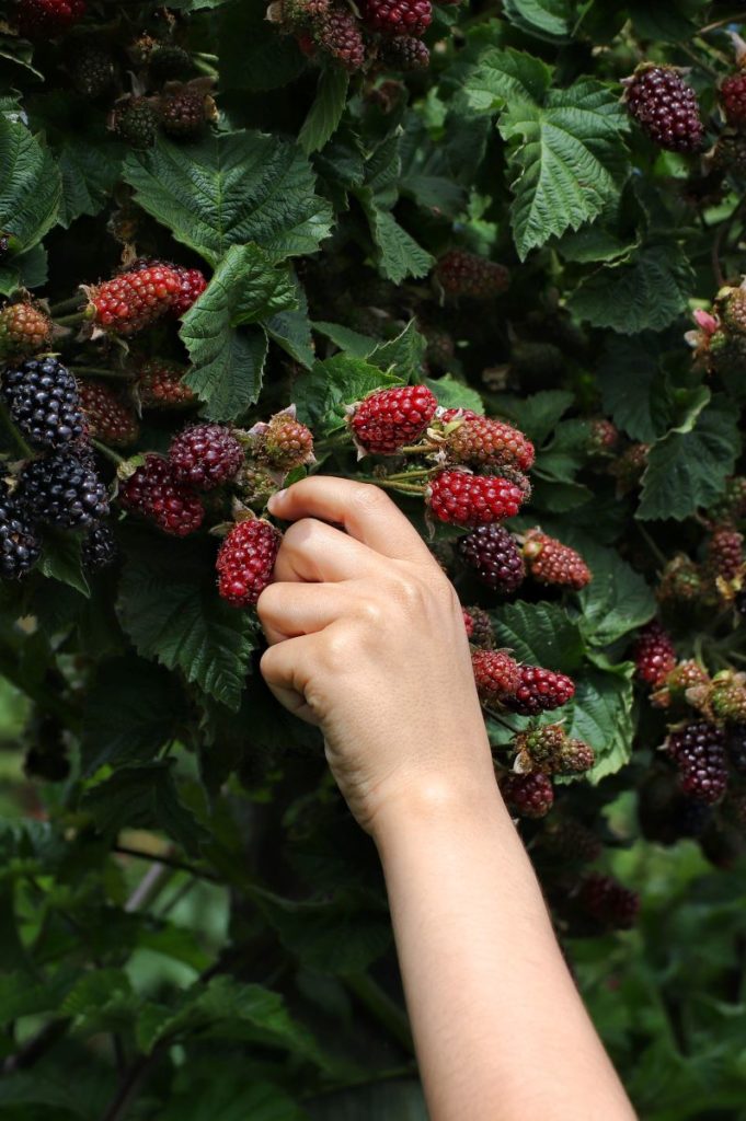 Mures baies ideales pour foret comestible