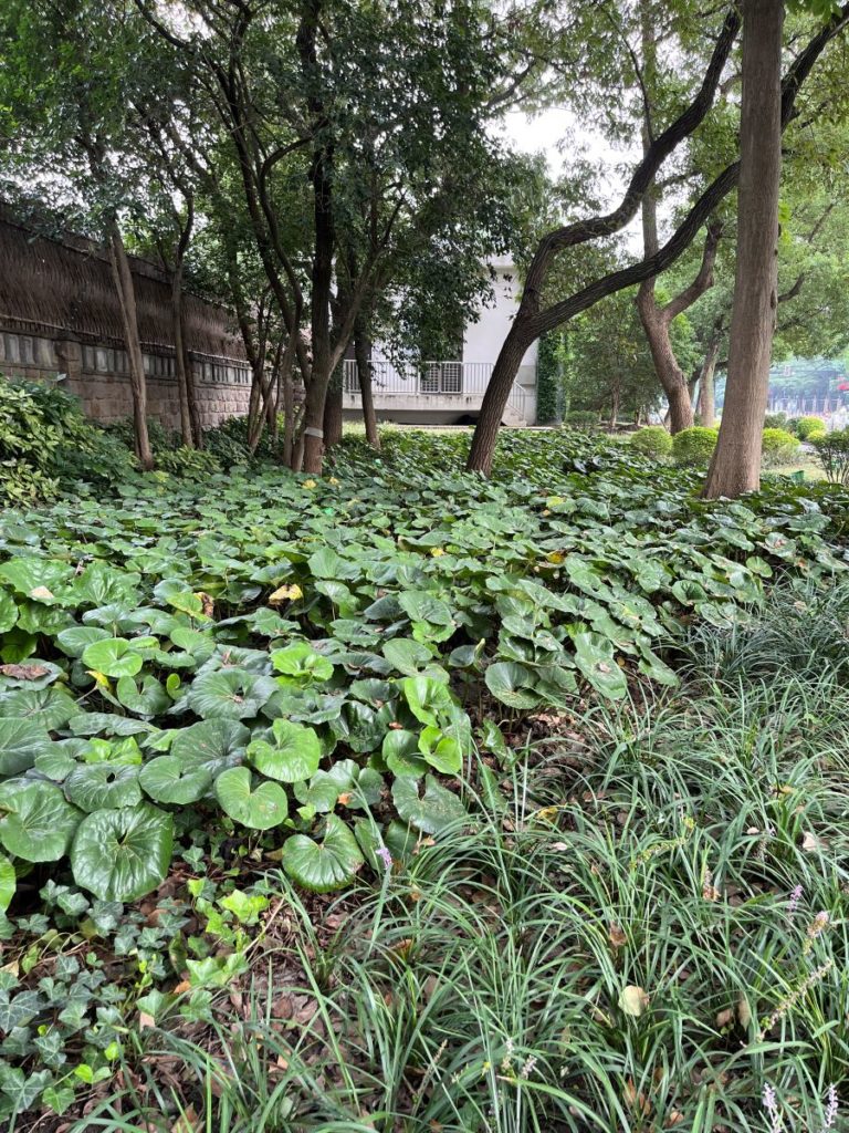 Plante graphique persistante _farfugium