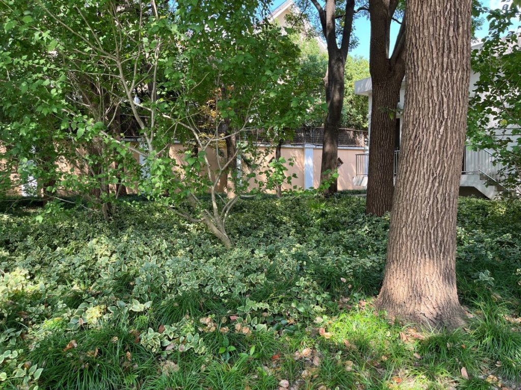 couvre sols persistants (vinca)