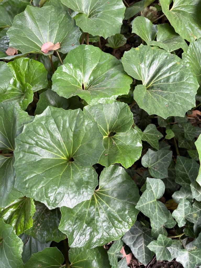 farfugium japonicum