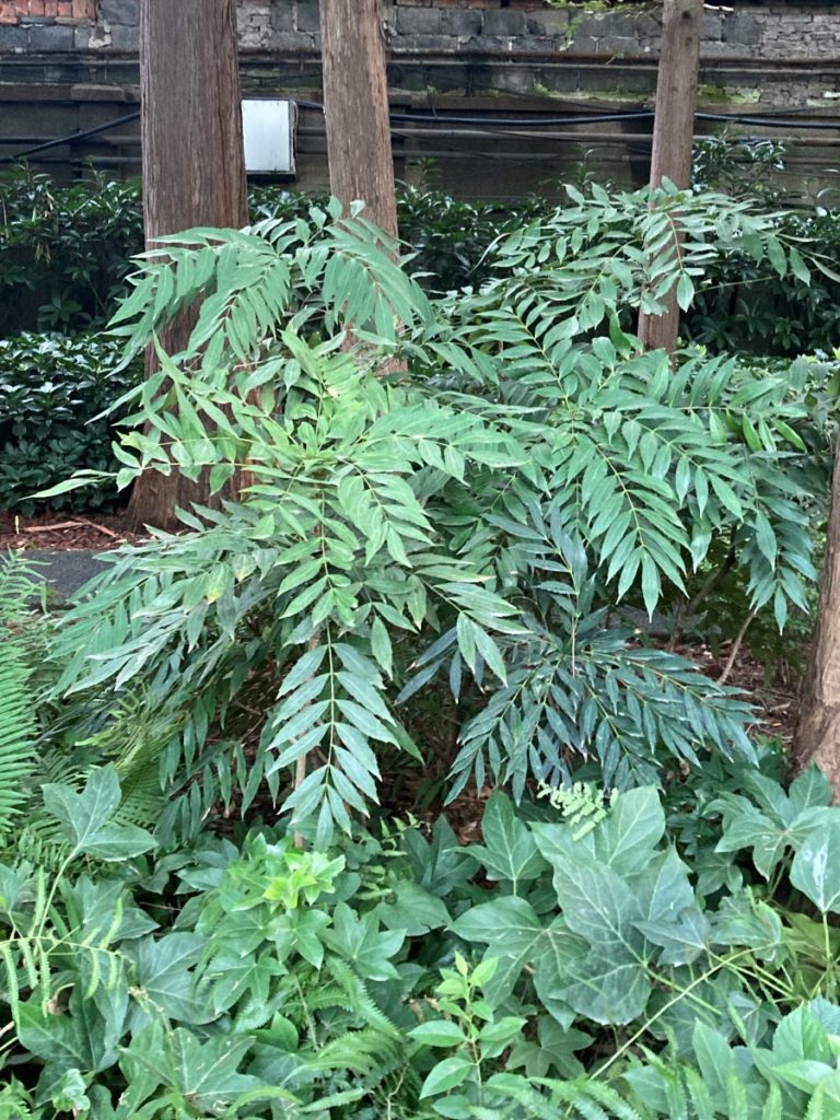 mahonia confusa ou hybride