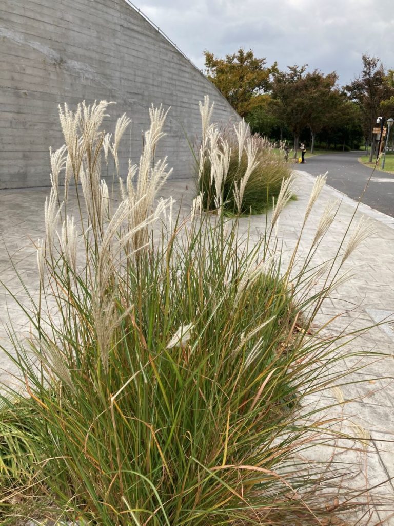 miscanthus miscanthus sinensis_automne