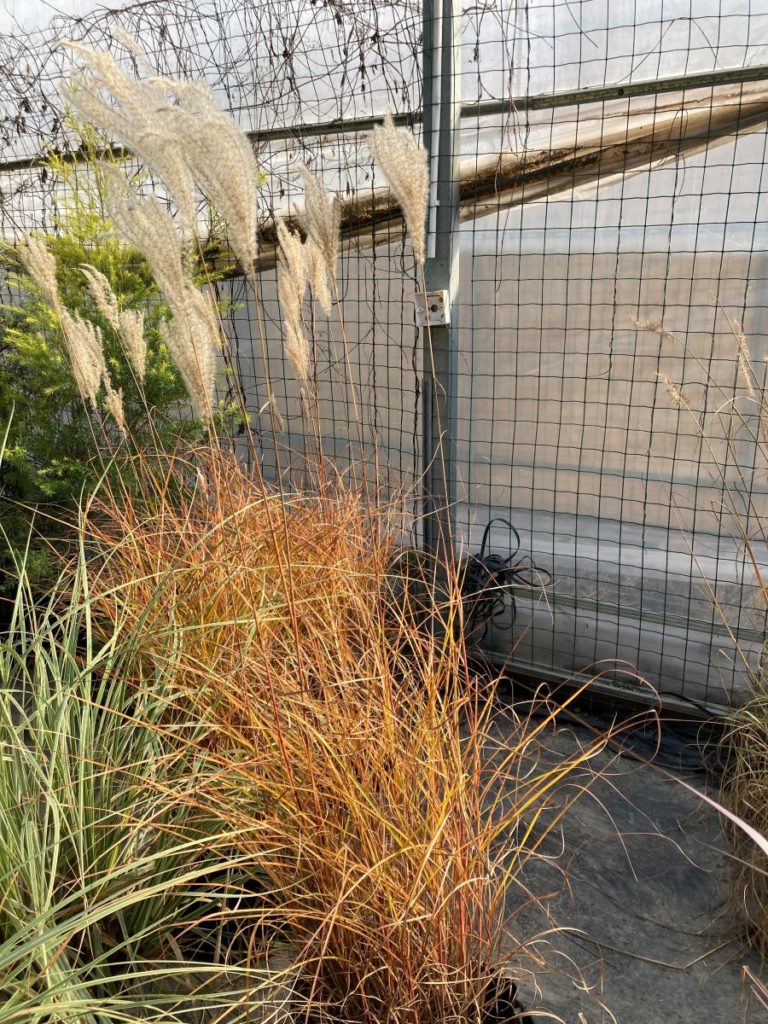 miscanthus oranges