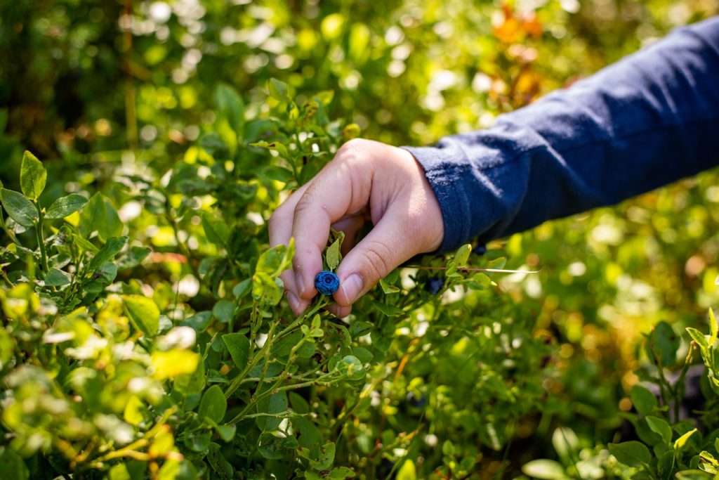 Myrtilles foret comestible