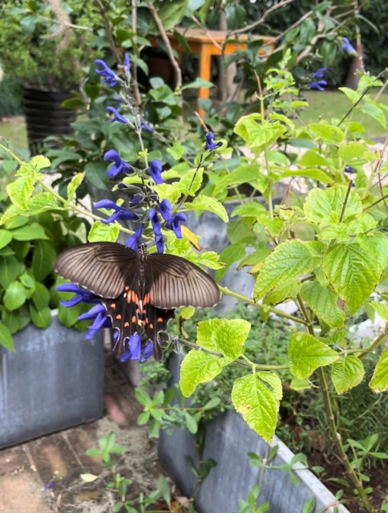 Papillon-sauge-jardin-biodiversité