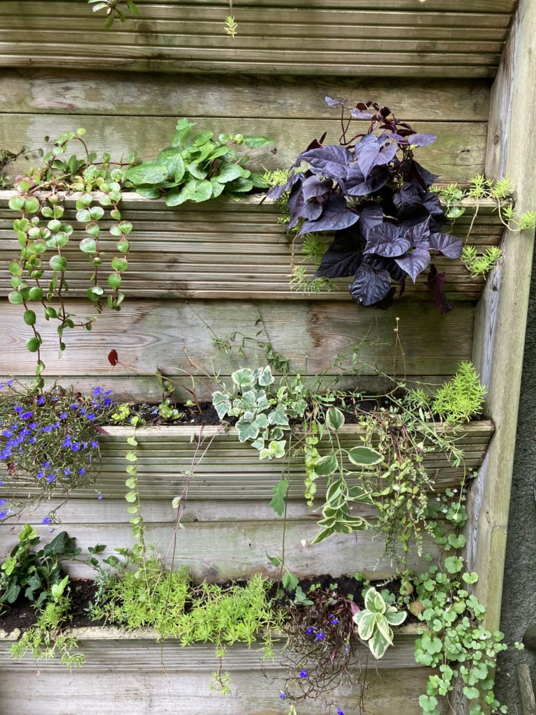 Jardin vertical chez un particulier